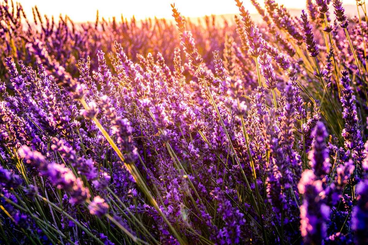 Selfcare hochsensible Frauen 40 Plus - Sylvia Bentele Coaching und Beratung
