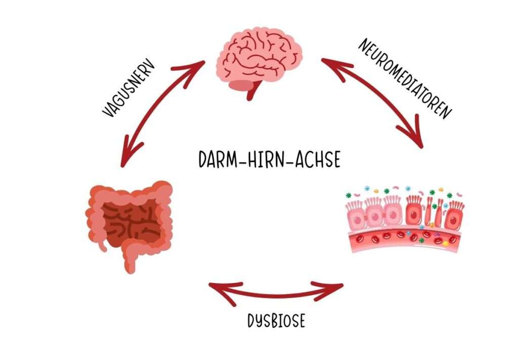 Achtsames Essen Anleitung: Darm-Hirn-Achse © eigene Darstellung / Sylvia Bentele.com