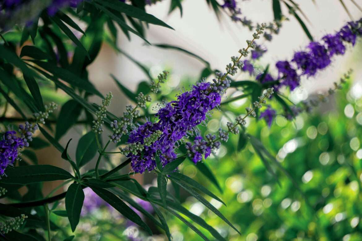 Mönchspfeffer und ADHS © Griffin Taylor / Unsplash